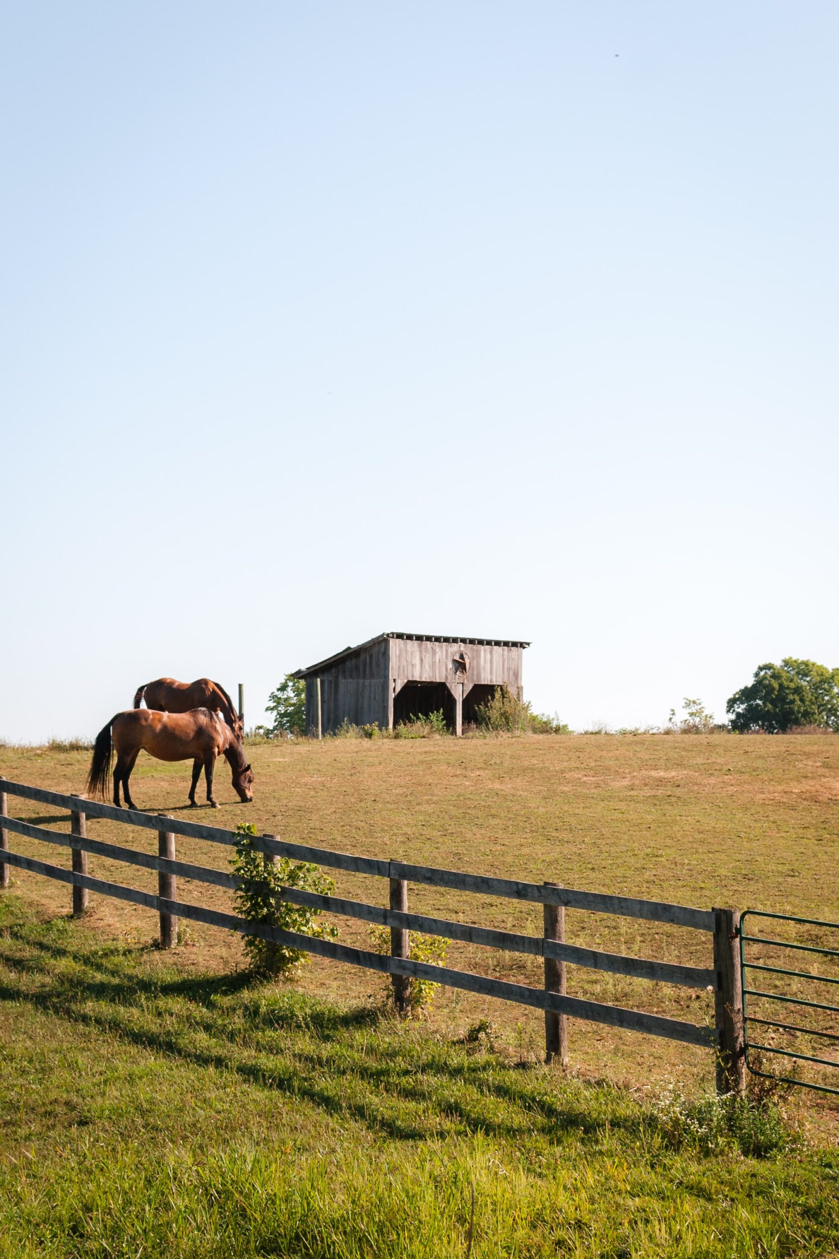 horses in the garm