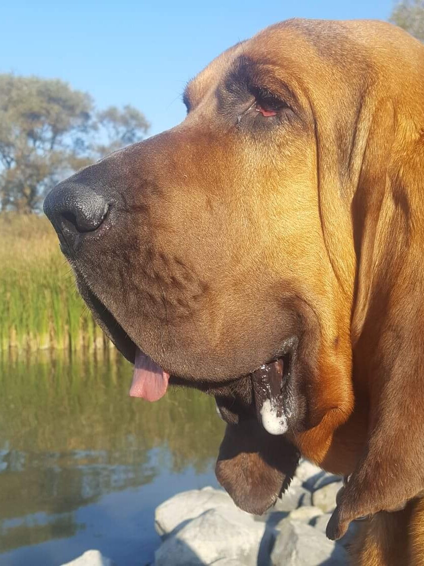 bloodhound kutya